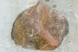Two Fossil Leaves (Platanus, Zizyphoides) - Montana #105168-3